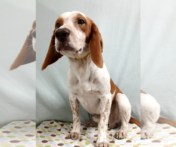 Medium Photo #2 Beagle Puppy For Sale in Murfreesboro, NC, USA