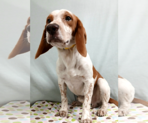 Elroy - Male Beagle Dog for Adoption - Photo #2