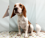 Small Photo #2 Beagle Puppy For Sale in Murfreesboro, NC, USA