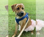 Small #19 Retriever  Mix
