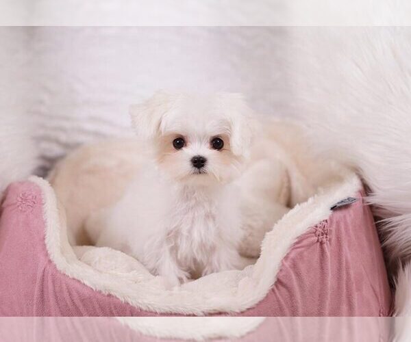 Medium Photo #7 Maltese Puppy For Sale in FULLERTON, CA, USA
