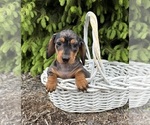 Small Dachshund