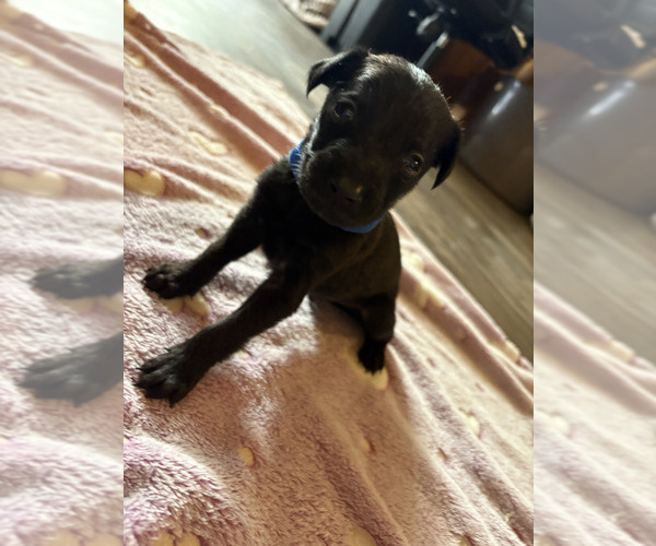 Medium Photo #16 Dutch Shepherd -Golden Retriever Mix Puppy For Sale in LAS VEGAS, NV, USA