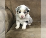 Small Photo #1 Australian Shepherd Puppy For Sale in HESPERIA, CA, USA