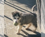 Small Photo #2 Alusky Puppy For Sale in GARDEN GROVE, CA, USA