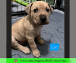 Small #3 Bulldog-Labrador Retriever Mix