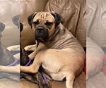 Small #1 Mastiff
