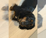 Small #3 Dachshund