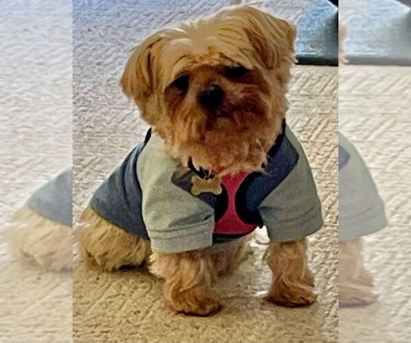 Medium Photo #3 Mutt Puppy For Sale in Allentown,, PA, USA