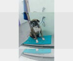 Small #3 Boxer