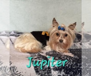 Father of the YorkiePoo puppies born on 04/30/2025