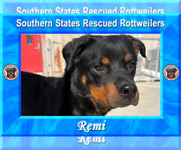 Medium Photo #2 Rottweiler Puppy For Sale in White Hall, AR, USA