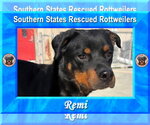 Small #1 Rottweiler
