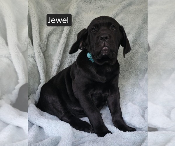 Medium Photo #2 Cane Corso Puppy For Sale in MINERAL WELLS, WV, USA