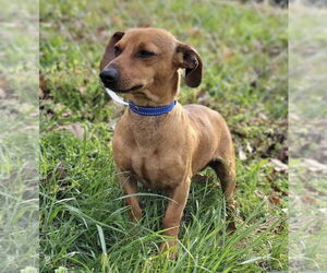 Medium Dachshund Mix