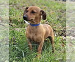 Small Dachshund Mix
