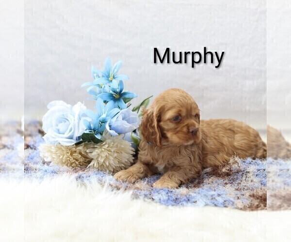 Medium Photo #20 Cocker Spaniel Puppy For Sale in LOYAL, WI, USA