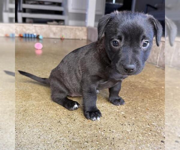 Medium Photo #1 Chinese Shar-Pei-Unknown Mix Puppy For Sale in Camarillo, CA, USA