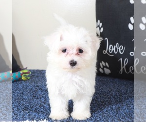 Maltese Puppy for sale in MOUNT VERNON, OH, USA