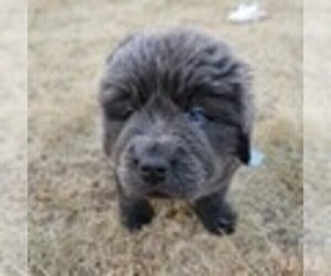 Newfoundland Puppy for sale in CIRCLEVILLE, OH, USA