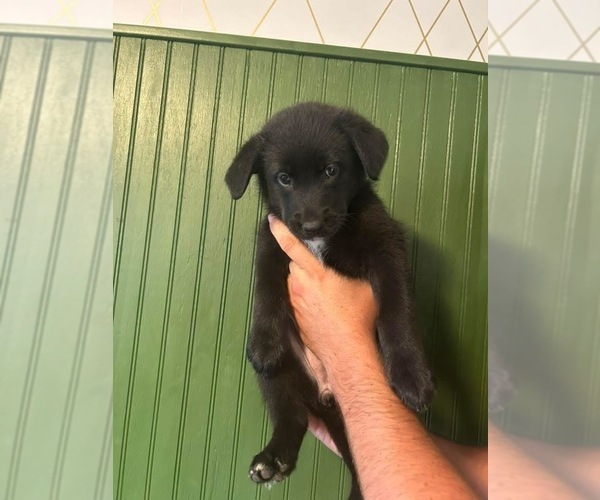 Medium Photo #1 German Shepherd Dog-Mutt Mix Puppy For Sale in WYTHEVILLE, VA, USA