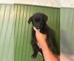 Puppy Faline German Shepherd Dog-Mutt Mix