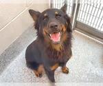 Small #1 German Shepherd Dog Mix