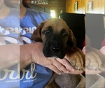 Small Photo #7 Mastiff-Saint Bernard Mix Puppy For Sale in KIMBOLTON, OH, USA