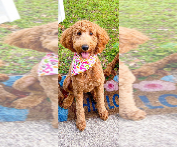 Medium Photo #1 Goldendoodle Puppy For Sale in JACKSONVILLE, FL, USA