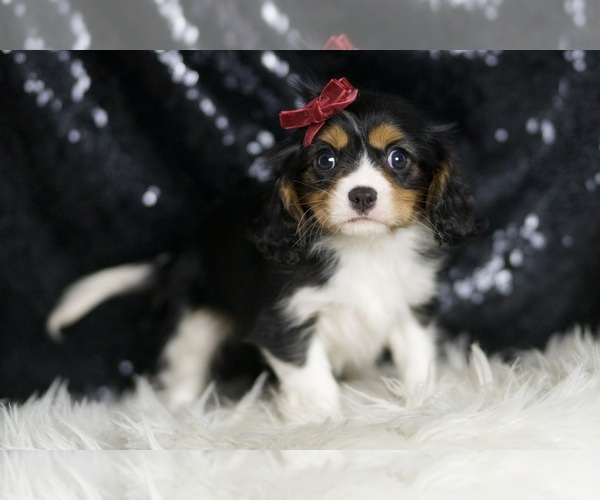 Medium Photo #3 Cavalier King Charles Spaniel Puppy For Sale in WARSAW, IN, USA