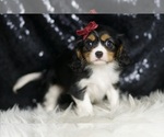 Small #2 Cavalier King Charles Spaniel