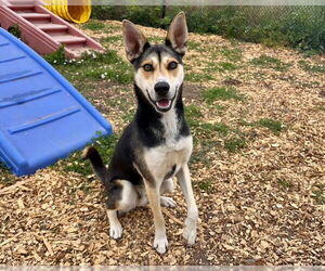 Catahoula Leopard Dog-Unknown Mix Dogs for adoption in Santa Cruz, CA, USA
