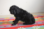 Puppy 4 Brittany-Poodle (Miniature) Mix