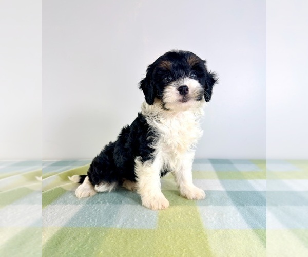 Medium Photo #5 Bernedoodle (Miniature) Puppy For Sale in GREENFIELD, IN, USA