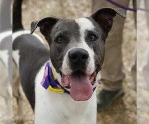Labrador Retriever-Unknown Mix Dogs for adoption in San Antonio, TX, USA