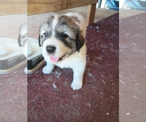 Shih Tzu Puppy for sale in MOYIE SPRINGS, ID, USA