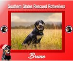 Small Photo #2 Rottweiler Puppy For Sale in White Hall, AR, USA