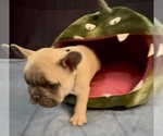 Small #5 French Bulldog