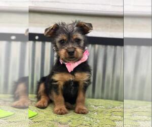 Silky Terrier Puppy for sale in LANSING, IA, USA