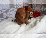 Small #1 Dachshund
