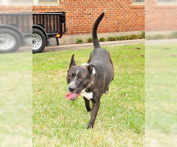 Medium Photo #48 Mutt Puppy For Sale in Houston, TX, USA