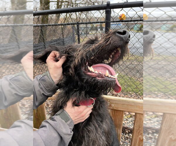 Medium Photo #4 Labradoodle Puppy For Sale in Elmsford, NY, USA