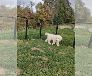 Great Pyrenees Puppy for sale in BIGLERVILLE, PA, USA