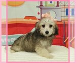 Small Maltipoo (Toy)