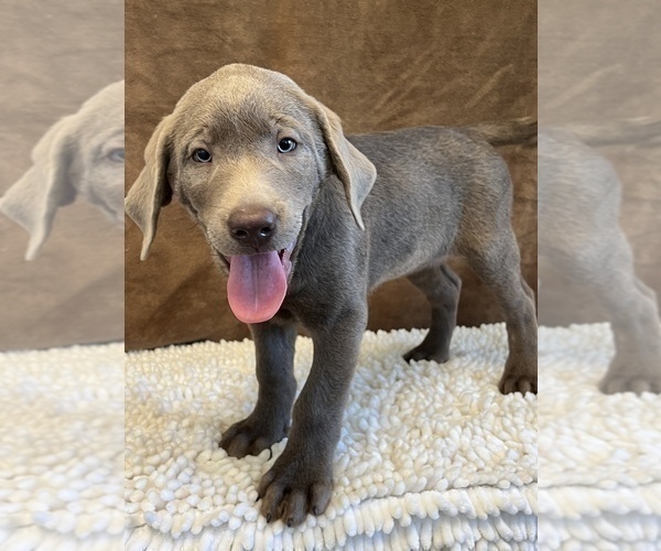 Medium Photo #5 Labrador Retriever Puppy For Sale in MARTINSVILLE, IN, USA