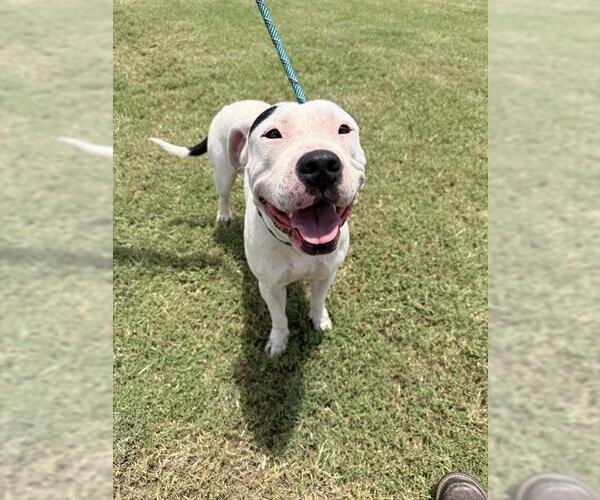Medium Photo #1 American Pit Bull Terrier-Unknown Mix Puppy For Sale in Corpus Christi, TX, USA