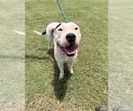 Small American Pit Bull Terrier Mix