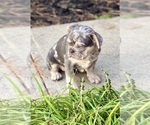 Small #1 French Bulldog