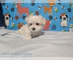 Small #1 Maltese