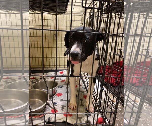 Medium Photo #6 Mutt Puppy For Sale in Derwood, MD, USA